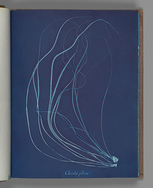 Anna Atkins’s Chorda filum cyanotype with white algae impressions on blue paper