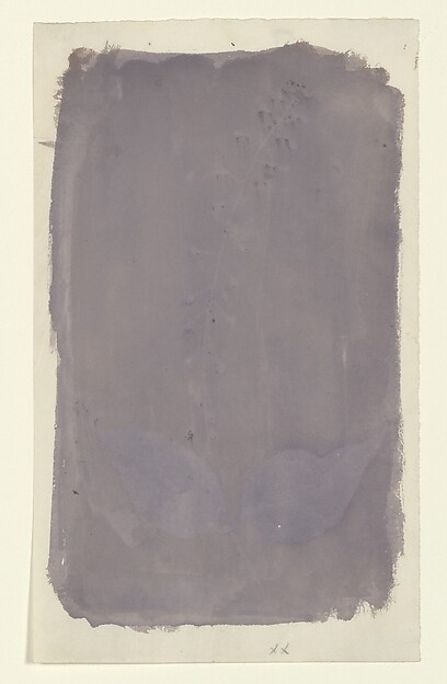 A pale branching botanical form against the mottled purple-brown ground of Talbot’s early photogram